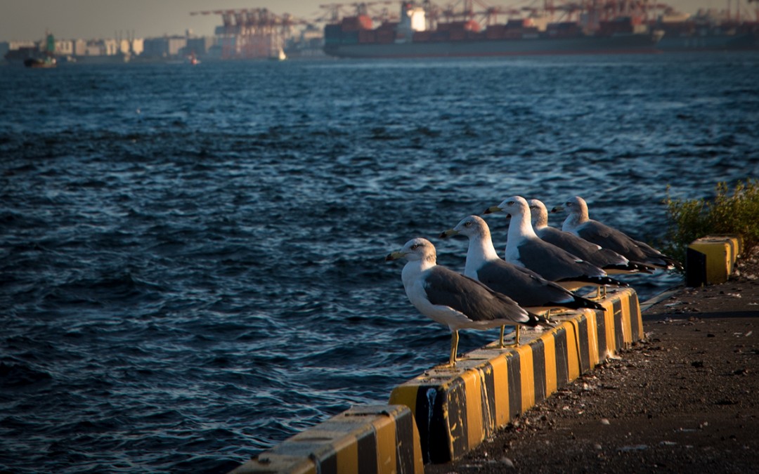 Tokyo Bay No.6